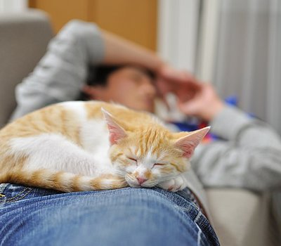 Cat_sleeping_on_man_2011-07-22