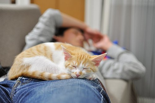 Cat_sleeping_on_man_2011-07-22