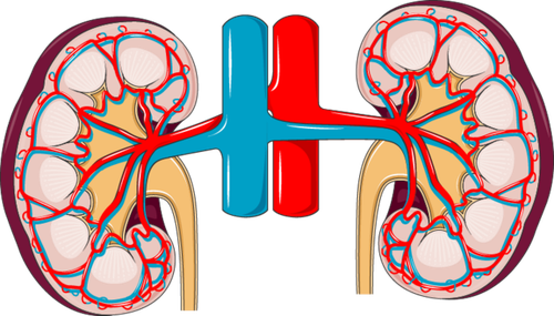 Kidneys